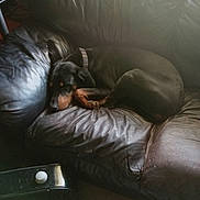 Leia joined the competition — help win amazing prizes! animal, architecture, armchair, building, canine, chair, couch, cushion, dog, furniture, homedecor, hound, indoors, linen, livingroom, person, pet, puppy, room, sleeping
