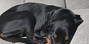 Leia is registered to the contest to win money with this photo: animal, architecture, armchair, beagle, canine, chair, couch, cushion, dog, furniture, homedecor, hound, labradorretriever, linen, person, pet, pointer, puppy, sleeping, snout