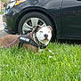 Sparky joined the competition — help win amazing prizes! accessories, alloywheel, animal, bulldog, canine, car, carwheel, dog, grass, lawn, machine, pet, plant, puppy, spoke, strap, tire, transportation, vehicle, wheel