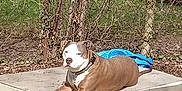 Sparky is registered to the contest to win money with this photo: animal, architecture, boxer, building, bulldog, canine, dog, house, housing, nature, outdoors, pet, pitbull, plant, playarea, plywood, porch, puppy, tree, wood