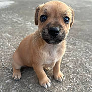 Molly is registered to the contest to win money with this photo: puppy, dog, young, cute, animal, pet, outdoor, concrete, sitting, brown, small, whiskers, fur, nose, eyes, paws, closeup, adorable, curious, portrait