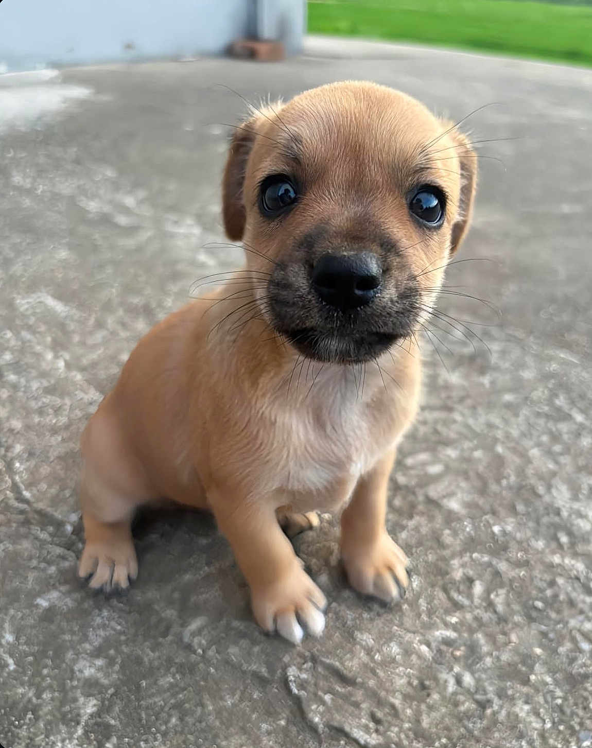 Molly is registered to the contest to win money with this photo: puppy, dog, young, cute, animal, pet, outdoor, concrete, sitting, brown, small, whiskers, fur, nose, eyes, paws, closeup, adorable, curious, portrait