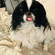 Alfie joined the competition — help win amazing prizes! animal, bed, black_and_white, canine, companion, cute, dog, face, fluffy, fur, indoor, looking, nose, paw, pet, sitting, small_dog, striped_bedspread, tongue_out, whiskers