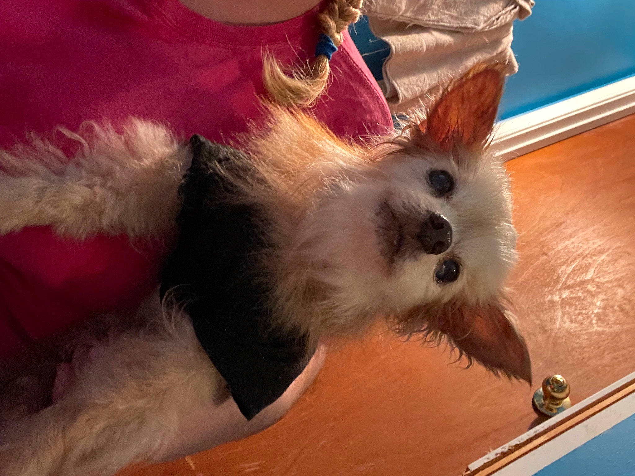 Bopper is registered to the contest to win money with this photo: canidae, carnivore, companion_dog, dog, dog_breed, dog_supply, fashion_accessory, fawn, felidae, fur, non_sporting_group, paw, small_terrier, small_to_medium_sized_cats, snout, sporting_group, tail, toy_dog, whiskers, working_animal