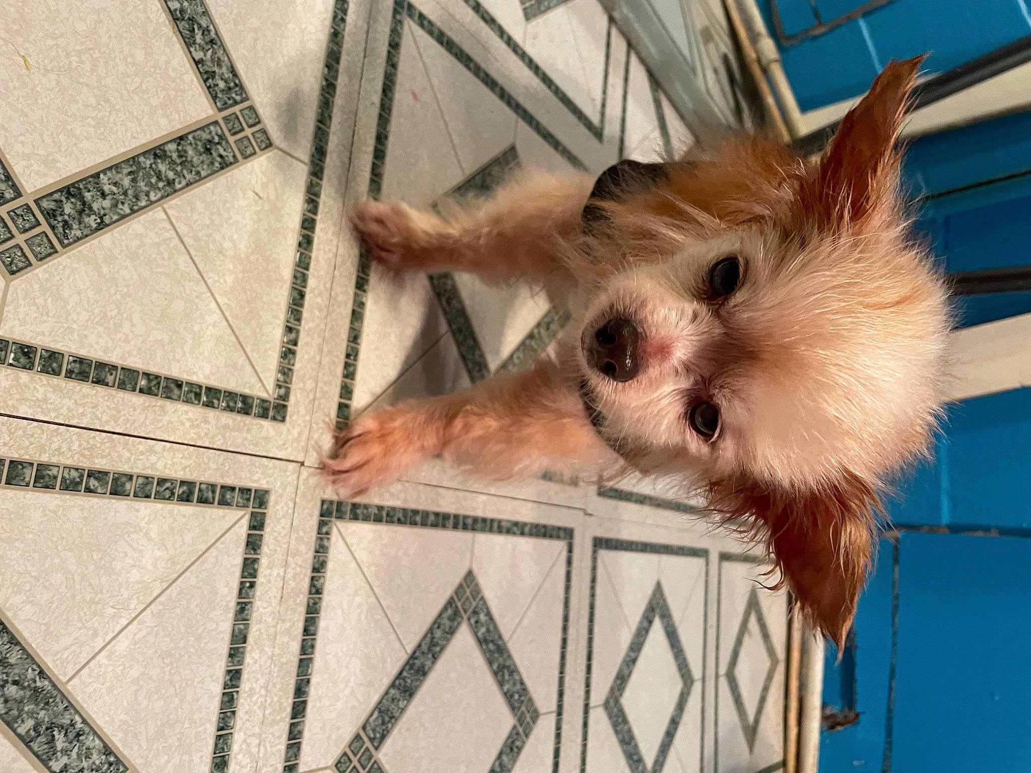 Bopper is registered to the contest to win money with this photo: animal_shelter, blue, canidae, carnivore, companion_dog, dog_breed, fawn, felidae, fur, pattern, paw, service, small_to_medium_sized_cats, snout, tail, toy_dog, triangle, whiskers, wood, working_animal