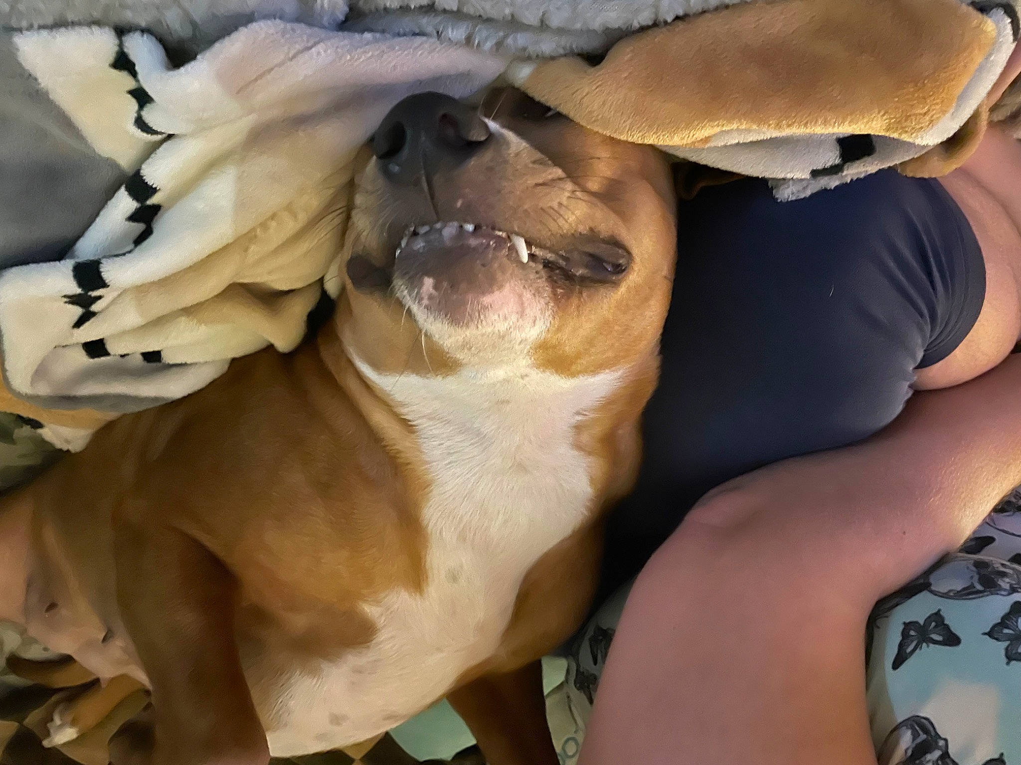 Zena is registered to the contest to win money with this photo: canidae, carnivore, comfort, companion_dog, dog, dog_breed, eyewear, fawn, felidae, glasses, goggles, human_leg, jaw, snout, sporting_group, sunglasses, thigh, toy_dog, trunk, whiskers