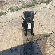 Ray Ray joined the competition — help win amazing prizes! dog, black_dog, white_patch, sitting, concrete, cracked_surface, welcome_mat, flower_design, outdoor, grass, sidewalk, pet, canine, looking_up, shadow, daylight, curious, alert, animal, nature