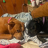 Zena Marie joined the competition — help win amazing prizes! dog, brown_dog, black_dog, collar, sleeping, resting, bed, blanket, floral_pattern, wooden_wall, nightstand, mug, clutter, indoor, pet, companion, cozy, relaxed, animal, domestic