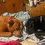 dog, brown_dog, black_dog, collar, sleeping, resting, bed, blanket, floral_pattern, wooden_wall, nightstand, mug, clutter, indoor, pet, companion, cozy, relaxed, animal, domestic