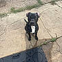 dog, black_dog, white_patch, sitting, concrete, cracked_surface, welcome_mat, flower_design, outdoor, grass, sidewalk, pet, canine, looking_up, shadow, daylight, curious, alert, animal, nature