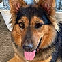 animal, canine, cushion, dog, germanshepherd, homedecor, hound, husky, pet, policedog, puppy, snout