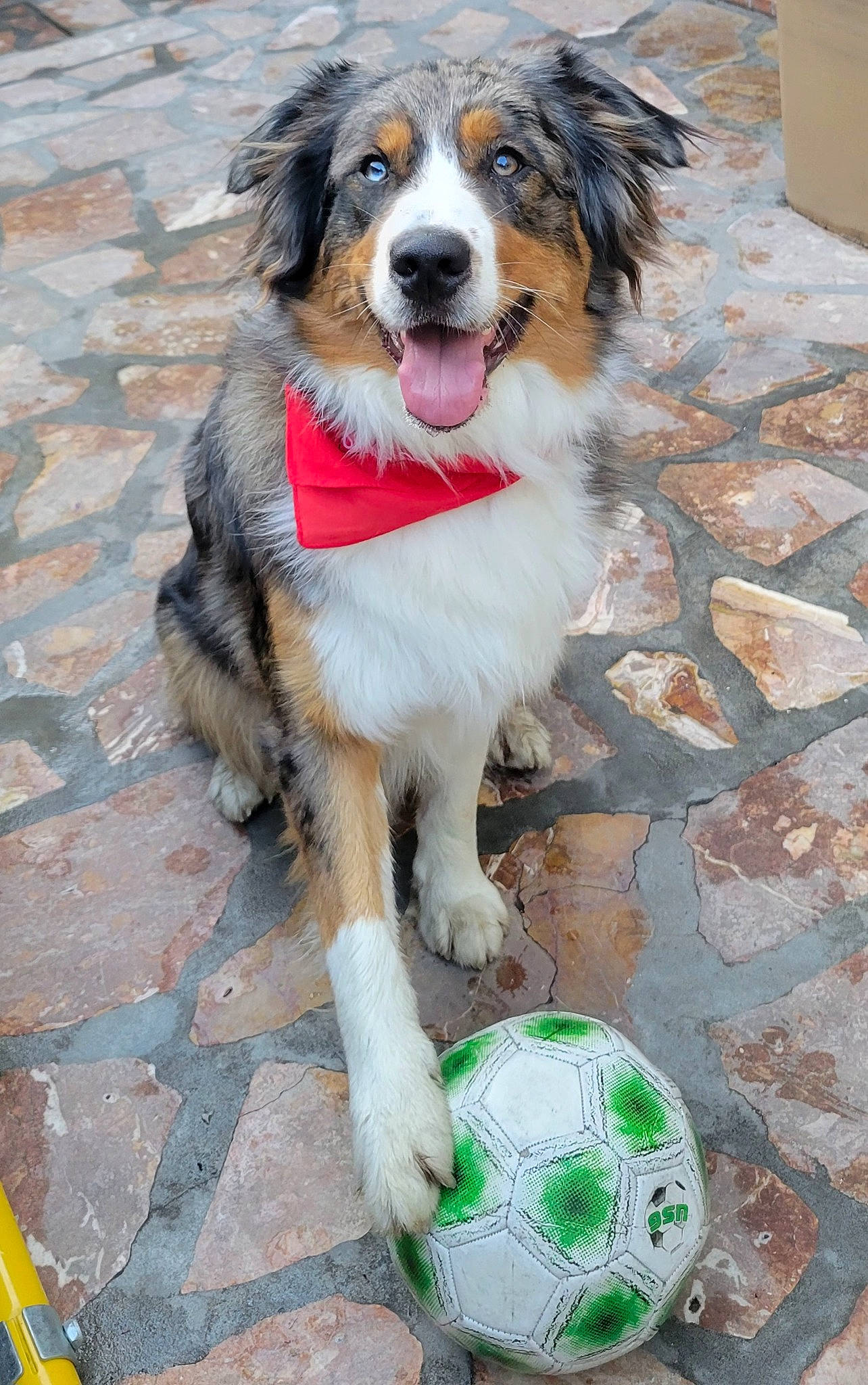 Marley participe au concours pour gagner de l'argent avec cette photo : ancient_dog_breeds, ball, carnivore, cobblestone, collar, companion_dog, dog, dog_breed, flooring, football, fur, herding_dog, road_surface, sidewalk, soccer, soccer_ball, sports_equipment, sports_toy, working_animal, working_dog