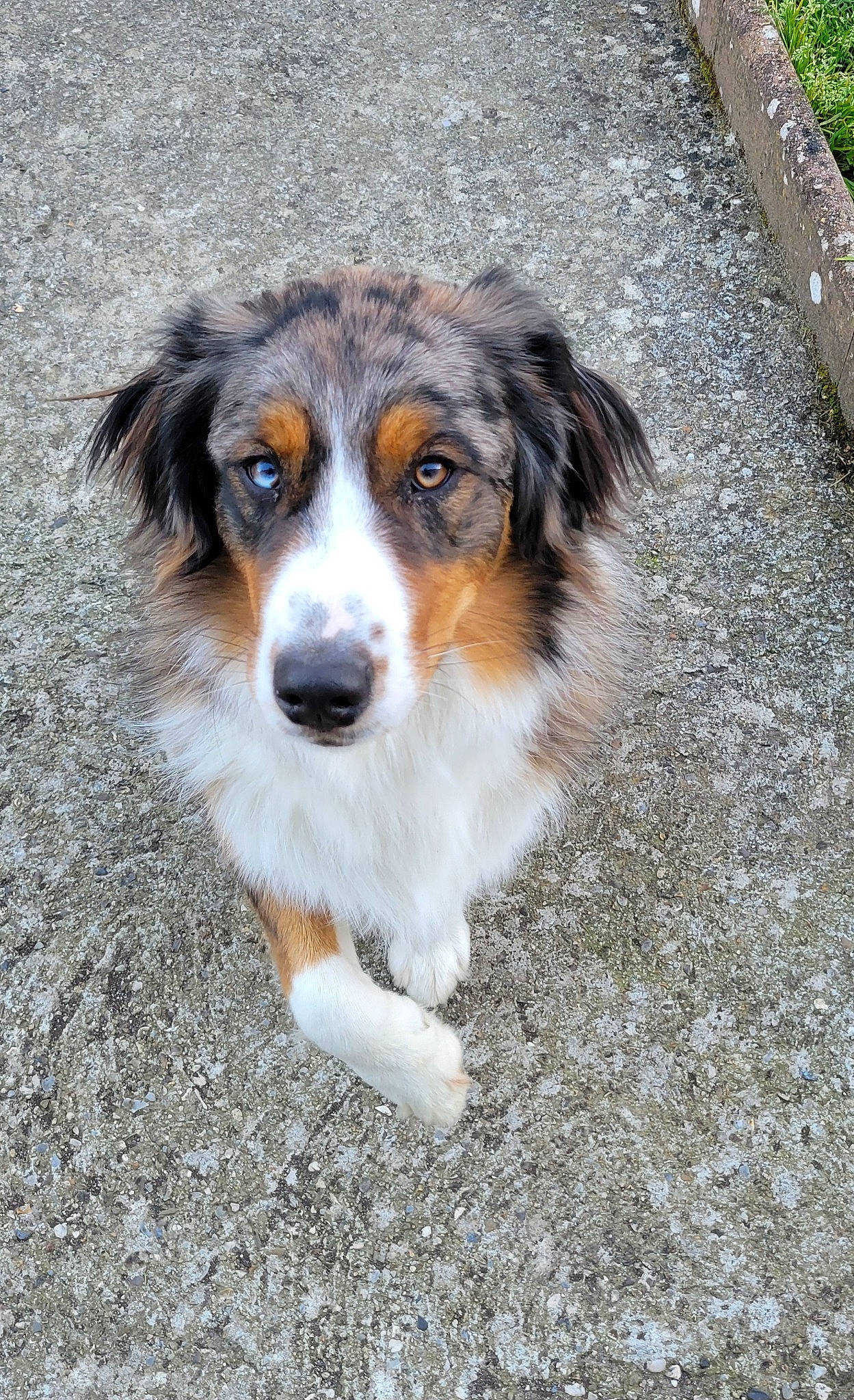 Marley participe au concours pour gagner de l'argent avec cette photo : ancient_dog_breeds, australian_collie, australian_shepherd, canidae, carnivore, companion_dog, dog, dog_breed, fur, herding_dog, plant, snout, sporting_group, terrestrial_animal, tree, whiskers, working_dog
