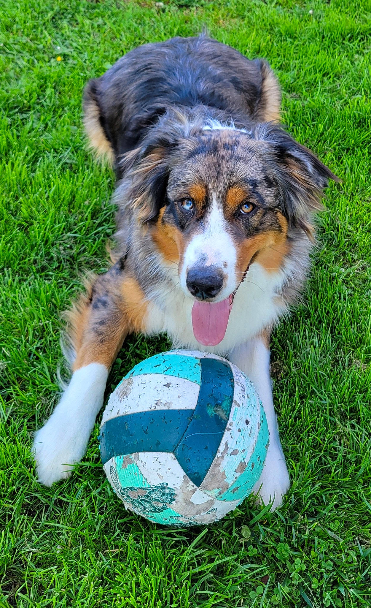 Marley a rejoint le concours — aidez-le/la à gagner de superbes lots ! ball, carnivore, companion_dog, dog, dog_breed, football, grass, herding_dog, plant, soccer, soccer_ball, sports, sports_equipment, terrestrial_animal, whiskers, working_dog