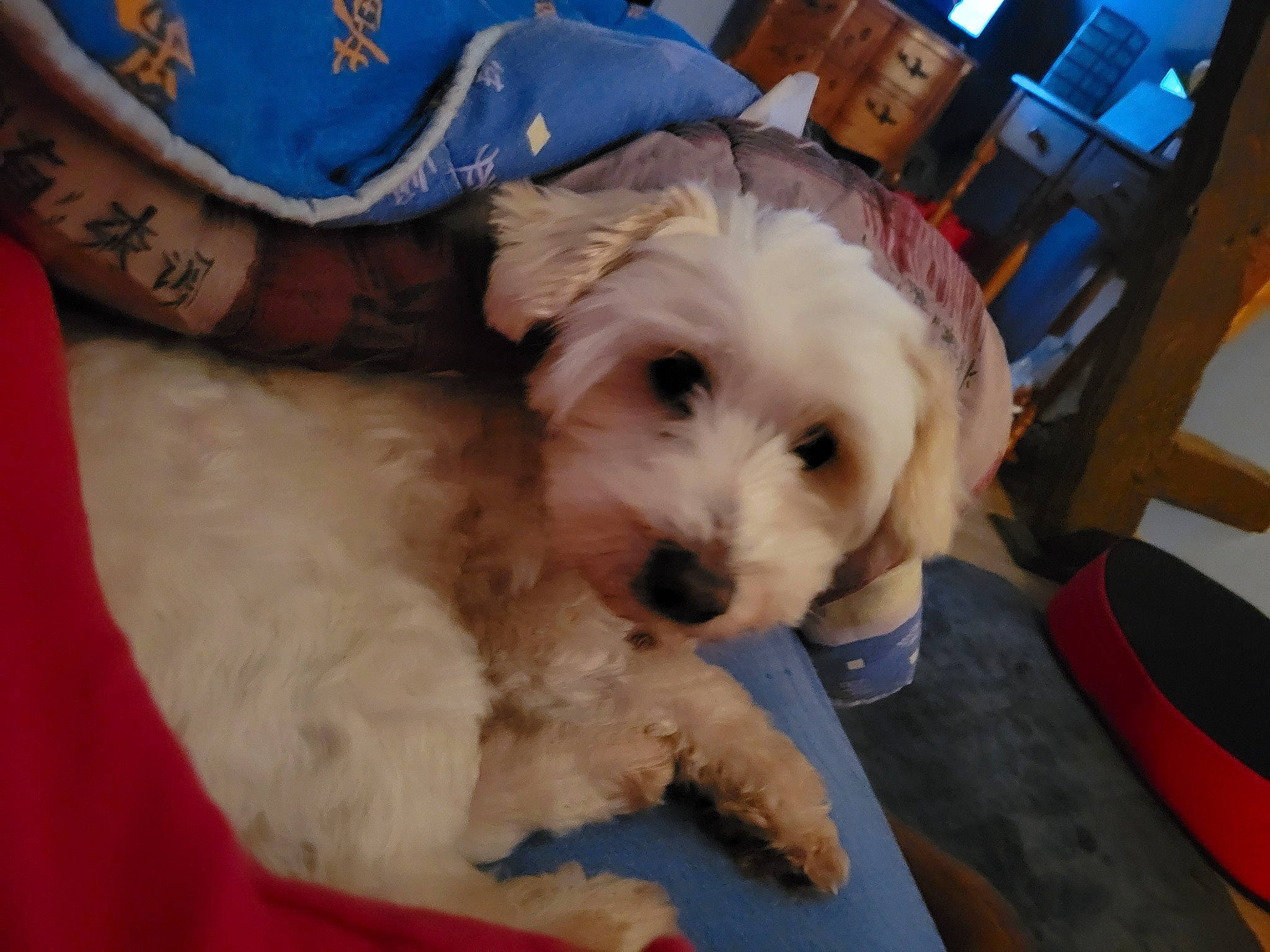 Junior participe au concours pour gagner de l'argent avec cette photo : bichon, carnivore, chair, companion_dog, dog, dog_breed, flooring, fur, labradoodle, non_sporting_group, poodle, poodle_crossbreed, shih_poo, small_terrier, sporting_group, sunglasses, terrier, toy_dog, working_animal, yorkipoo