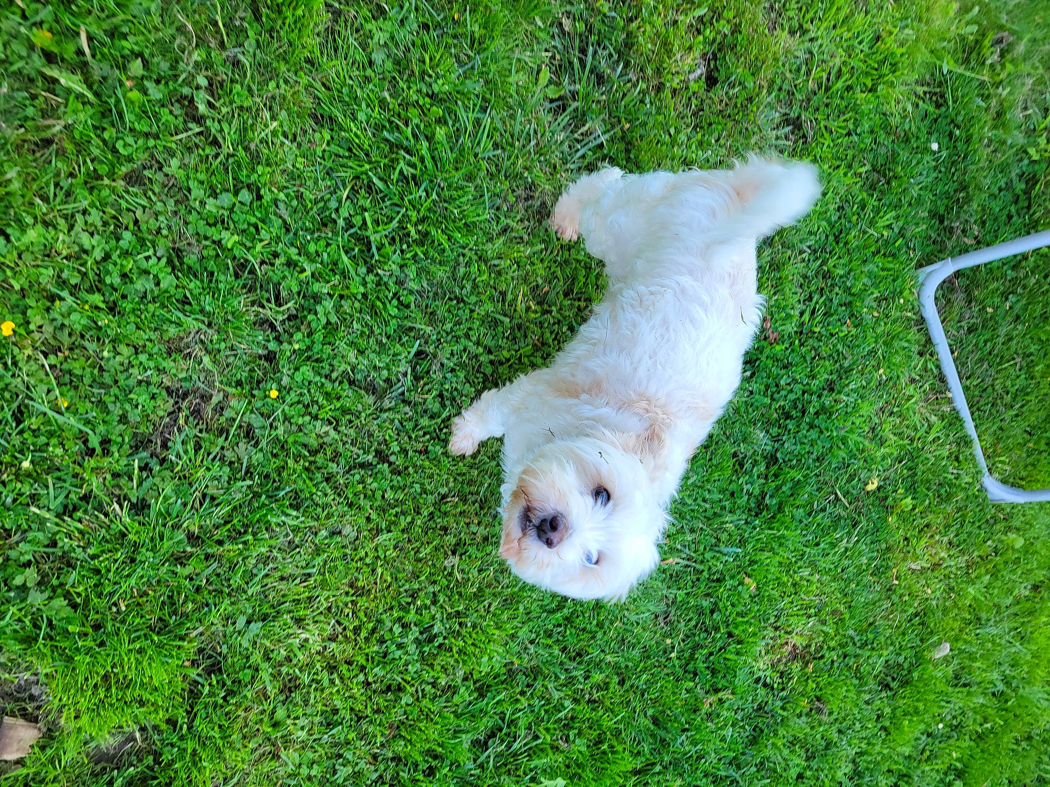 Junior participe au concours pour gagner de l'argent avec cette photo : canidae, carnivore, cockapoo, companion_dog, dog, dog_breed, fawn, grass, groundcover, labradoodle, lawn, maltepoo, plant, poodle_crossbreed, small_terrier, sporting_group, tail, terrestrial_animal, terrier, toy_dog