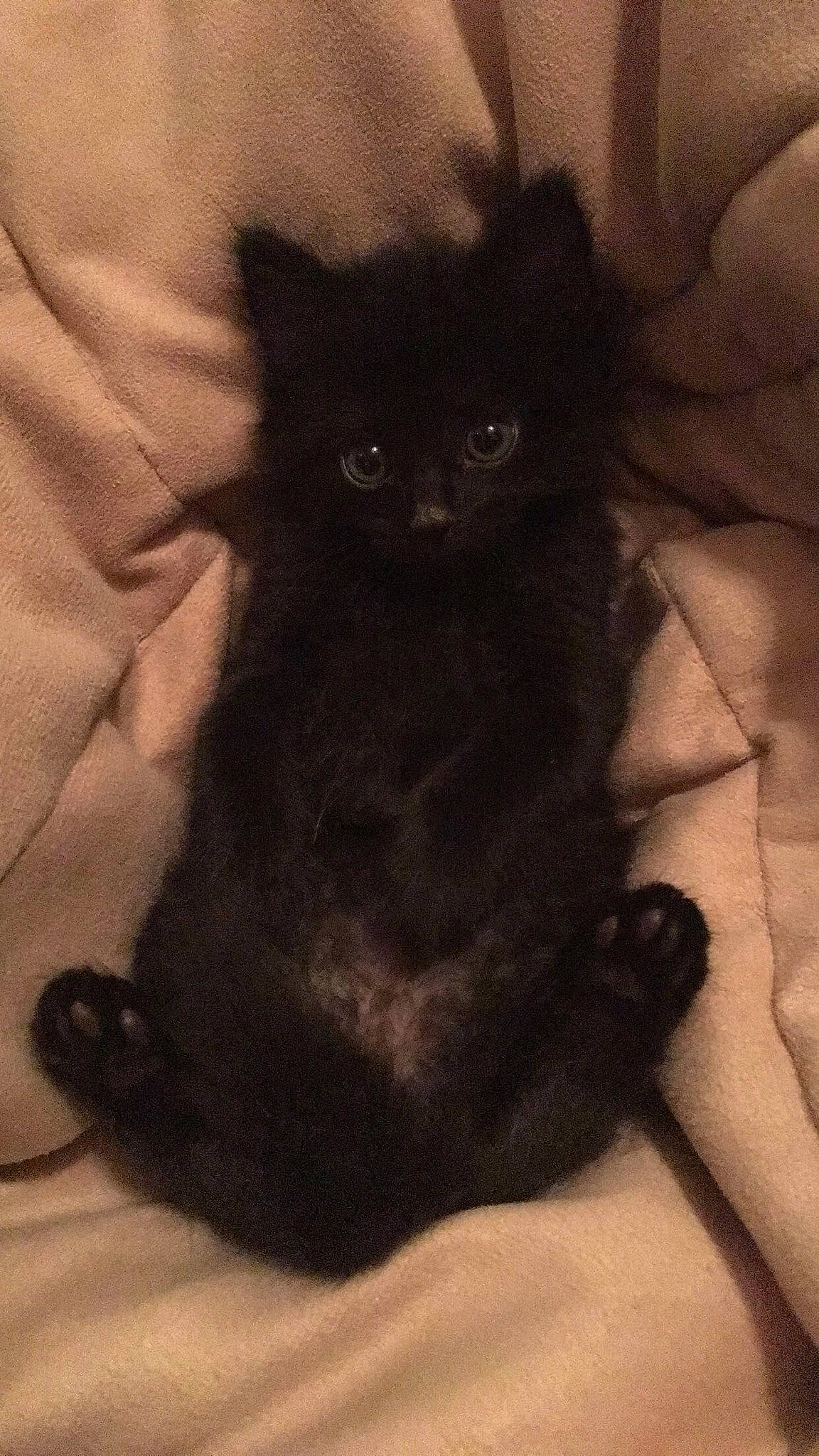 Feather is registered to the contest to win money with this photo: asian, black_cat, bombay, british_longhair, carnivore, cat, domestic_long_haired_cat, felidae, fur, kitten, mammal, small_to_medium_sized_cats, tail, whiskers