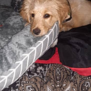 Bob Marley joined the competition — help win amazing prizes! dog, puppy, blanket, pillow, cozy, sleepy, fur, indoor, pet, resting, patterned, soft, cute, animal, laying_down, comfort, brown, white, black, red