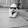 dog, sunglasses, white_dog, pet, floor, tile, indoor, animal, leash, person, footwear, shorts, casual, relaxing, portrait, cute, fluffy, companion, black_and_white, cool