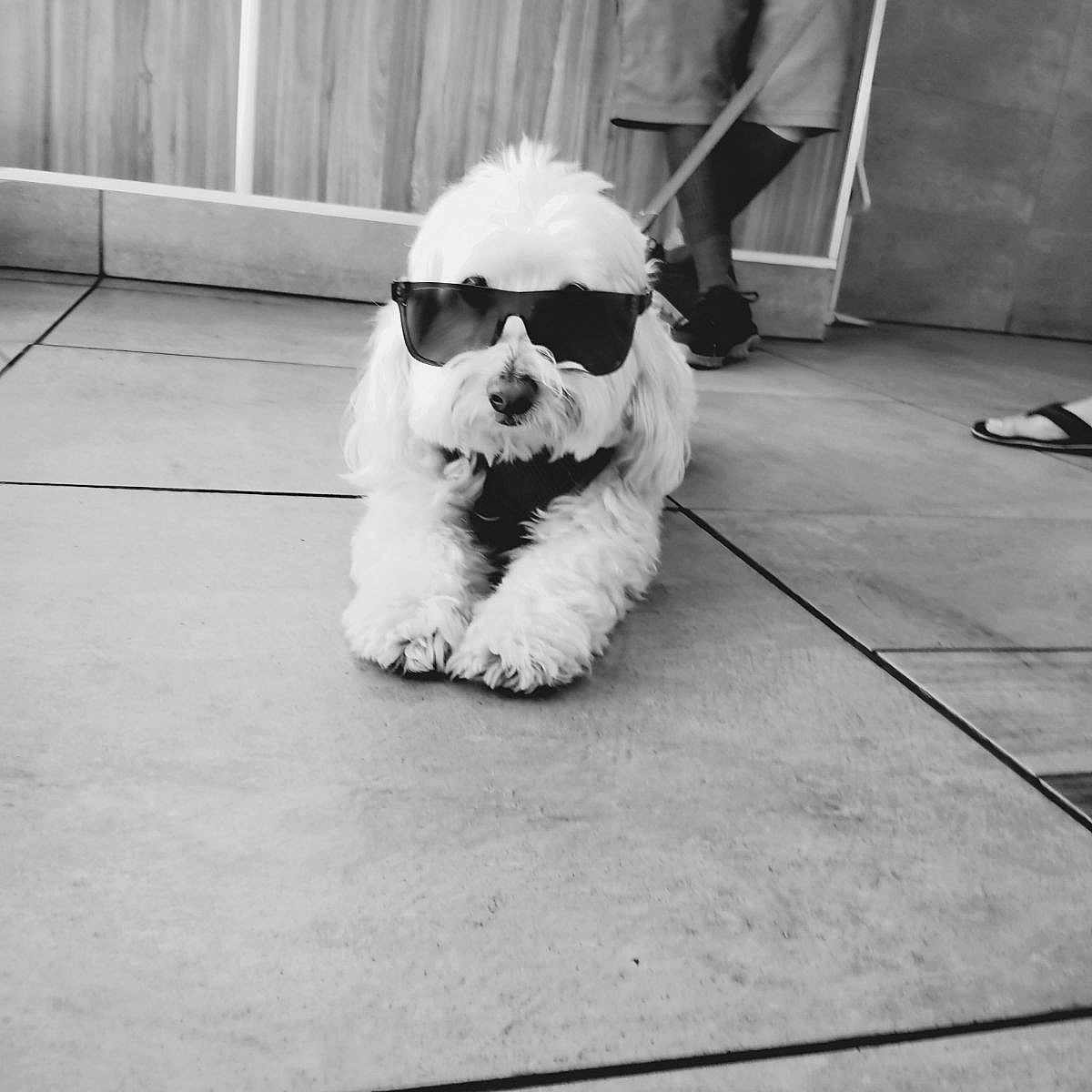 Chase