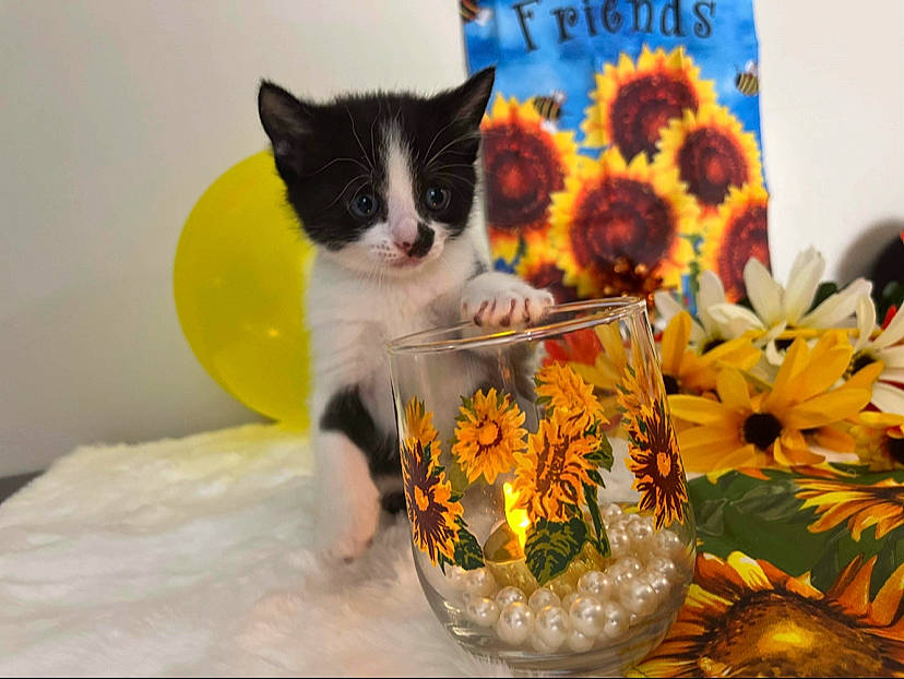 Oreo is registered to the contest to win money with this photo: animal_feed, carnivore, cat, cat_supply, cup, domestic_short_haired_cat, drinkware, felidae, flower, fur, pet_food, pet_supply, petal, plant, serveware, small_to_medium_sized_cats, tableware, tail, vertebrate, whiskers