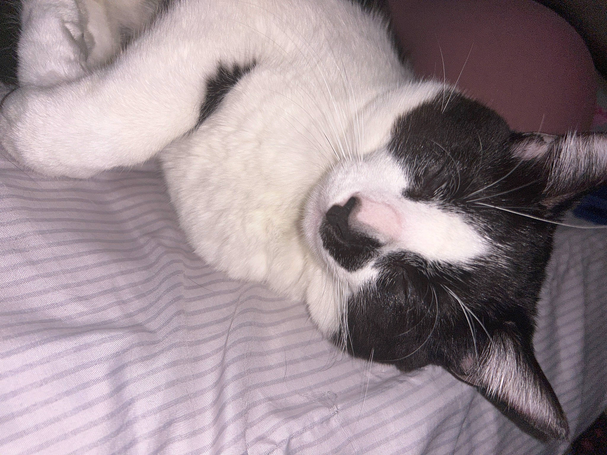 Oreo is registered to the contest to win money with this photo: bored, canidae, carnivore, cat, claw, cloud, comfort, companion_dog, dog_breed, domestic_short_haired_cat, felidae, foot, fur, grey, nap, paw, small_to_medium_sized_cats, tail, terrestrial_animal, whiskers