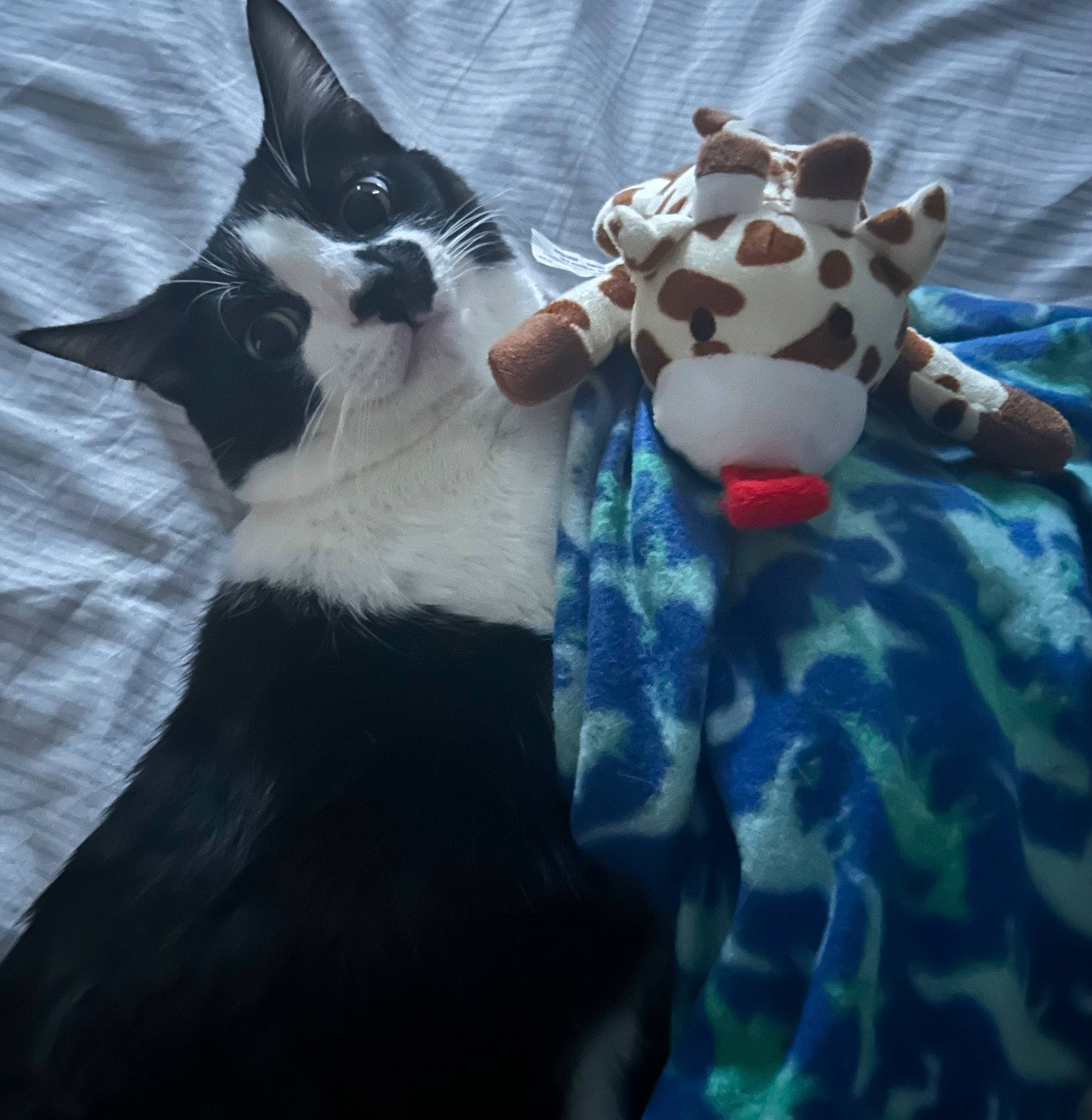 Oreo is registered to the contest to win money with this photo: canidae, carnivore, cat, cloud, comfort, electric_blue, eye, felidae, grass, happy, light, linens, pattern, sky, small_to_medium_sized_cats, snout, tail, terrestrial_animal, toy, whiskers