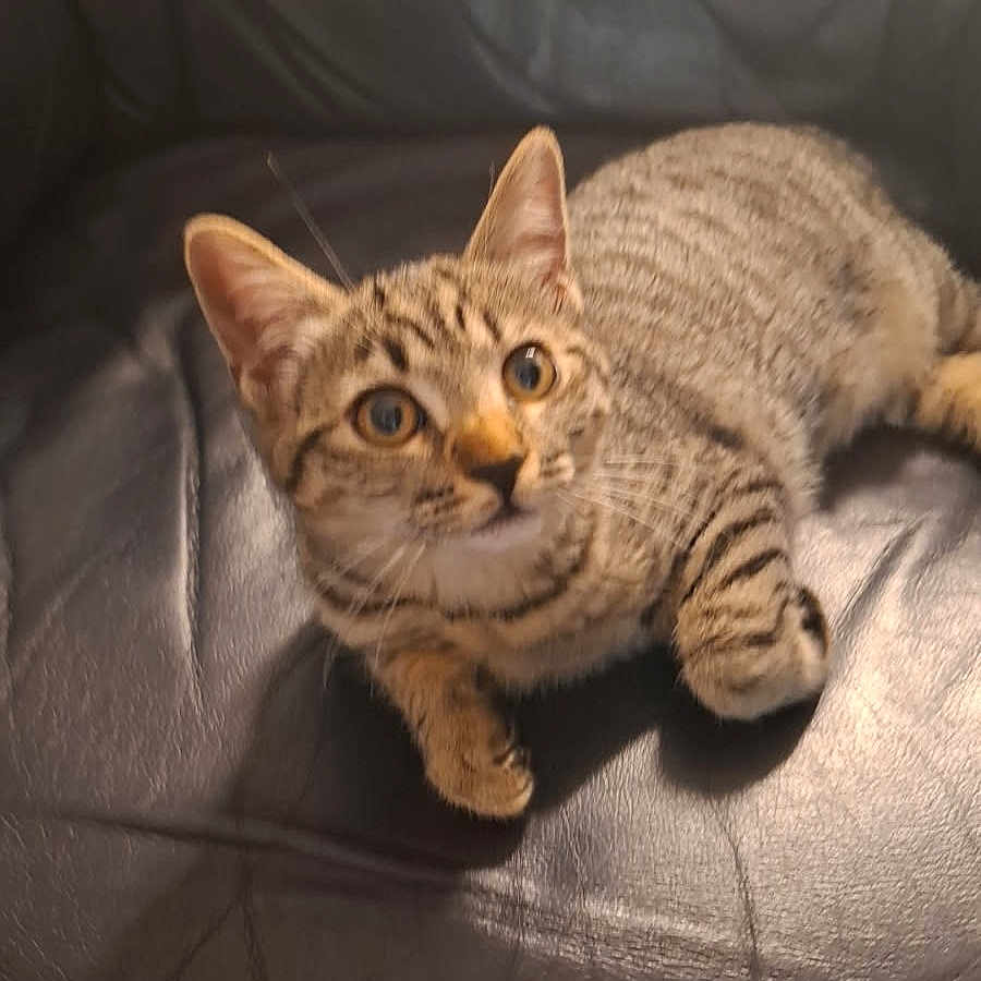 Yuki participe au concours pour gagner de l'argent avec cette photo : animal, cat, curious, cute, domestic_cat, ears, eyes, feline, fur, indoor, kitten, leather_couch, paw, pet, resting, small, striped, tabby, whiskers, young