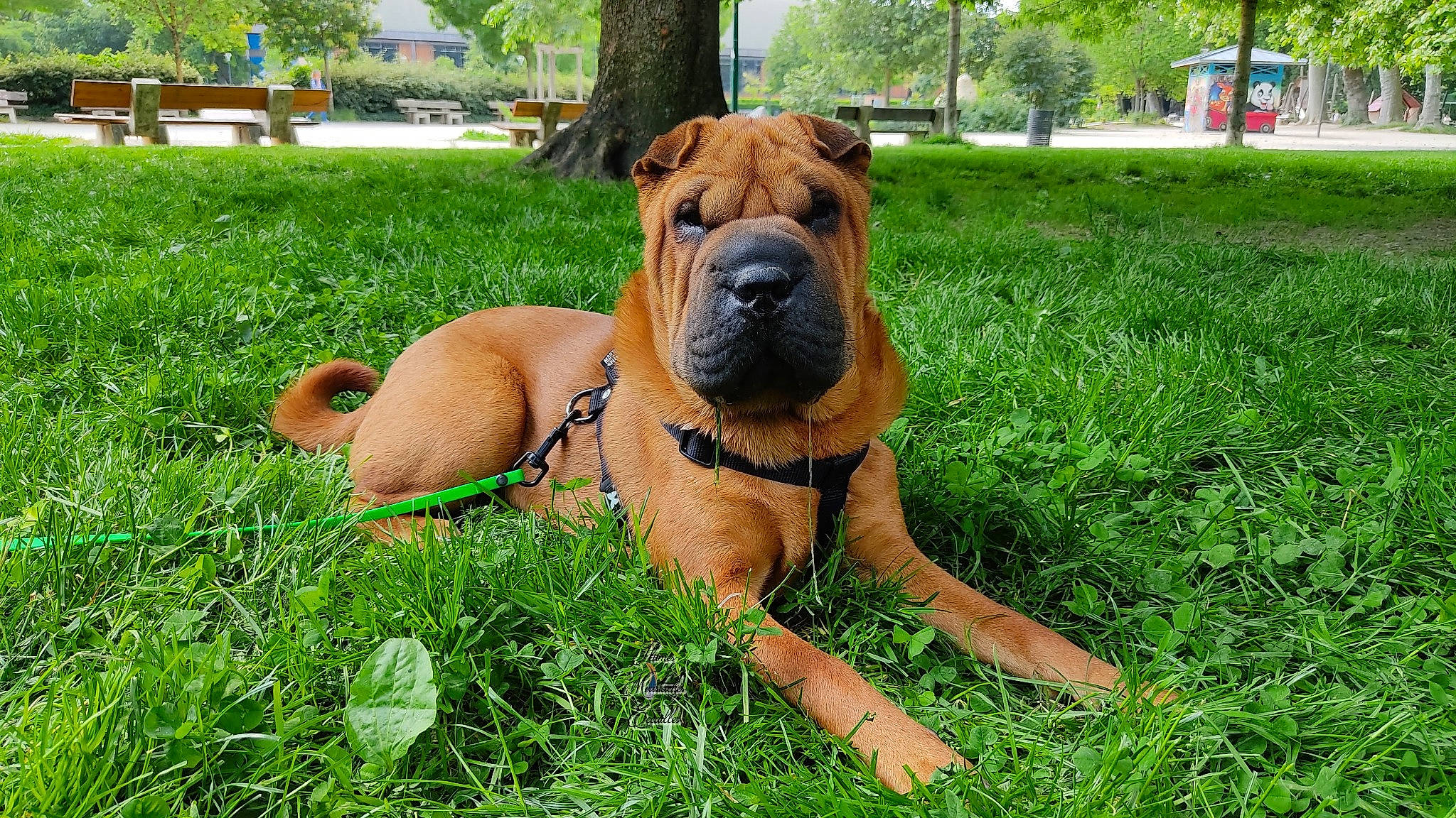 Marty a rejoint le concours — aidez-le/la à gagner de superbes lots ! canidae, carnivore, collar, companion_dog, dog, dog_breed, fawn, grass, grassland, groundcover, guard_dog, molosser, plant, snout, sporting_group, terrestrial_animal, tree, working_animal, working_dog, wrinkle