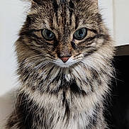 Printouna a rejoint le concours — aidez-le/la à gagner de superbes lots ! abyssinian, angora, animal, cat, kitten, manx, pet, siamese