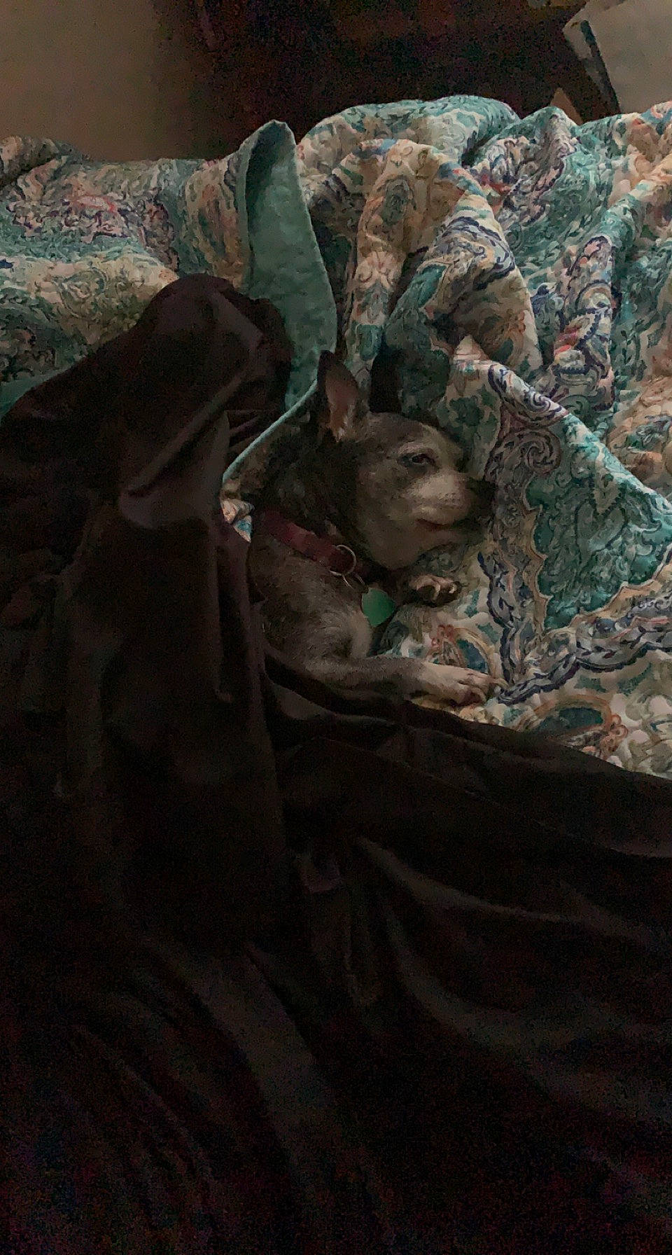 Bubbles joined the competition — help win amazing prizes! art, cg_artwork, comfort, darkness, fictional_character, flesh, fur, grey, illustration, linens, military_camouflage, mythology, painting, pattern, rock, room, still_life_photography, toy, visual_arts, wood