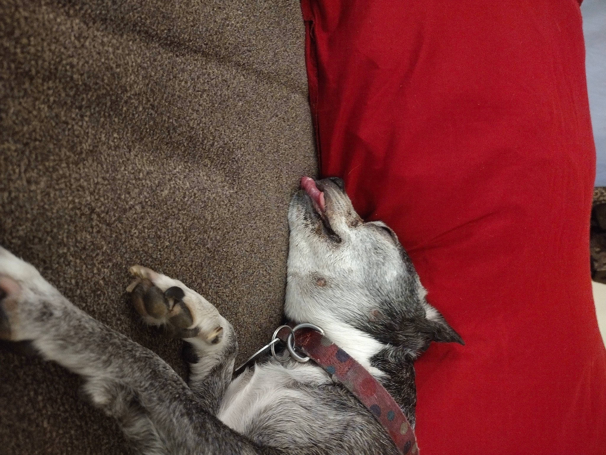 Bubbles is registered to the contest to win money with this photo: canidae, carmine, carnivore, collar, comfort, companion_dog, couch, dog, dog_breed, ear, fawn, felidae, fur, grey, human_leg, sleeve, small_to_medium_sized_cats, snout, sporting_group, whiskers