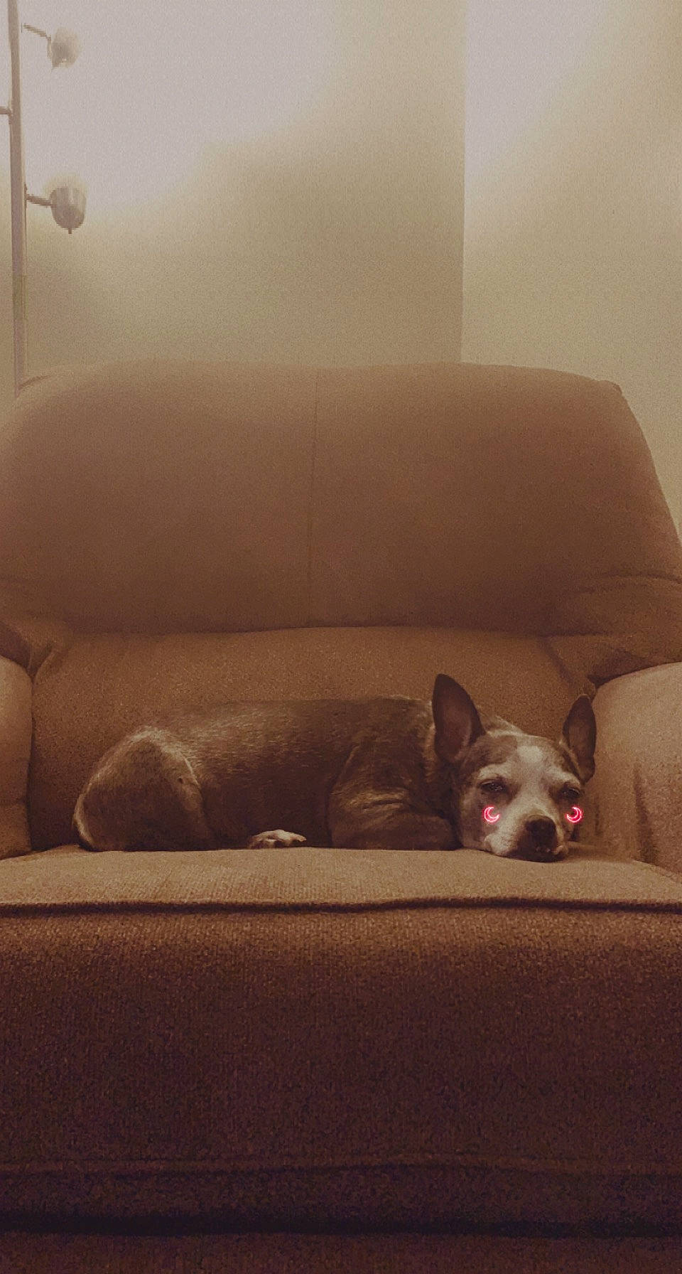 Bubbles is registered to the contest to win money with this photo: brown, canidae, carnivore, comfort, companion_dog, couch, dog, dog_breed, fawn, grey, hardwood, room, slipcover, snout, sofa_bed, sporting_group, terrestrial_animal, tints_and_shades, toy_dog, working_animal