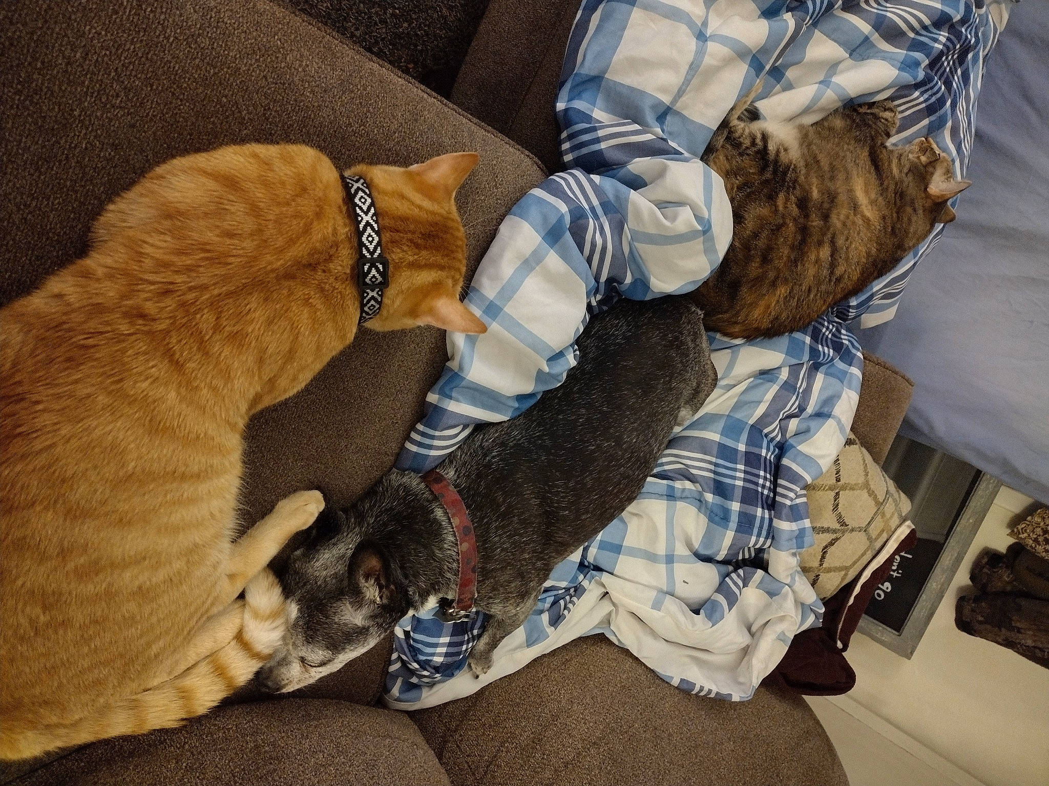 Bubbles joined the competition — help win amazing prizes! carnivore, comfort, companion_dog, denim, dog, dog_breed, fashion_accessory, fawn, fur, gesture, human_leg, linens, pattern, plaid, sitting, sleeve, tartan, thigh, working_animal, wrist