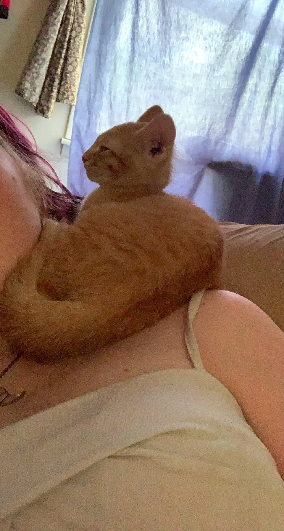 Butternut is registered to the contest to win money with this photo: abdomen, barechested, bed, bedding, chest, comfort, fawn, felidae, fur, human_leg, leg, linens, room, small_to_medium_sized_cats, tail, thigh, toy, trunk, whiskers, wood