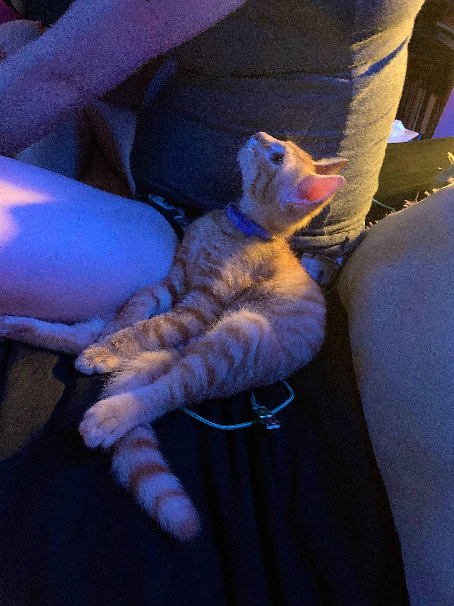 Butternut joined the competition — help win amazing prizes! carnivore, cat, comfort, companion_dog, couch, darkness, electric_blue, felidae, fun, fur, gesture, hat, human_leg, room, sitting, small_to_medium_sized_cats, stuffed_toy, tail, toy, whiskers