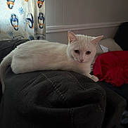 Snowball joined the competition — help win amazing prizes! animal, cat, couch, cozy, curtain, domestic, ears, feline, furniture, home, indoor, looking, penguin_pattern, pet, red_cushion, relaxing, resting, tail, whiskers, white_cat