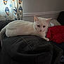 animal, cat, couch, cozy, curtain, domestic, ears, feline, furniture, home, indoor, looking, penguin_pattern, pet, red_cushion, relaxing, resting, tail, whiskers, white_cat