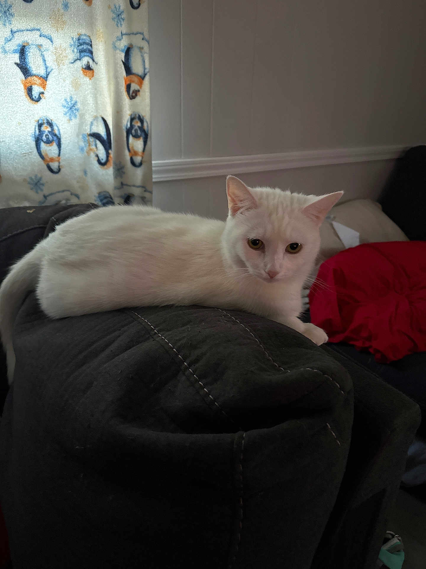 Snowball