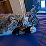 animal, bed, blanket, cat, cozy, feline, fur, furniture, home, indoor, laptop, looking, paw, pet, relaxed, resting, soft_light, tabby, technology, whiskers