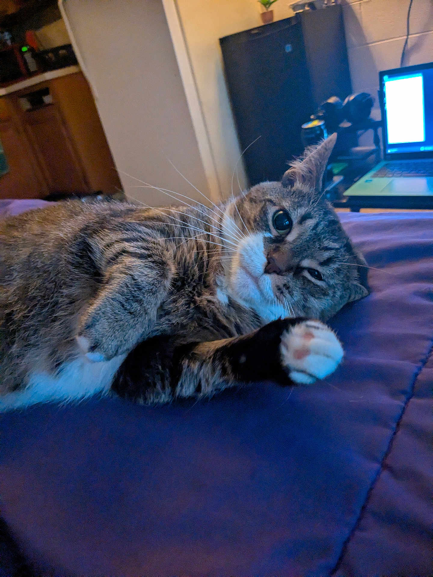 Tigerlily is registered to the contest to win money with this photo: animal, bed, blanket, cat, cozy, feline, fur, furniture, home, indoor, laptop, looking, paw, pet, relaxed, resting, soft_light, tabby, technology, whiskers