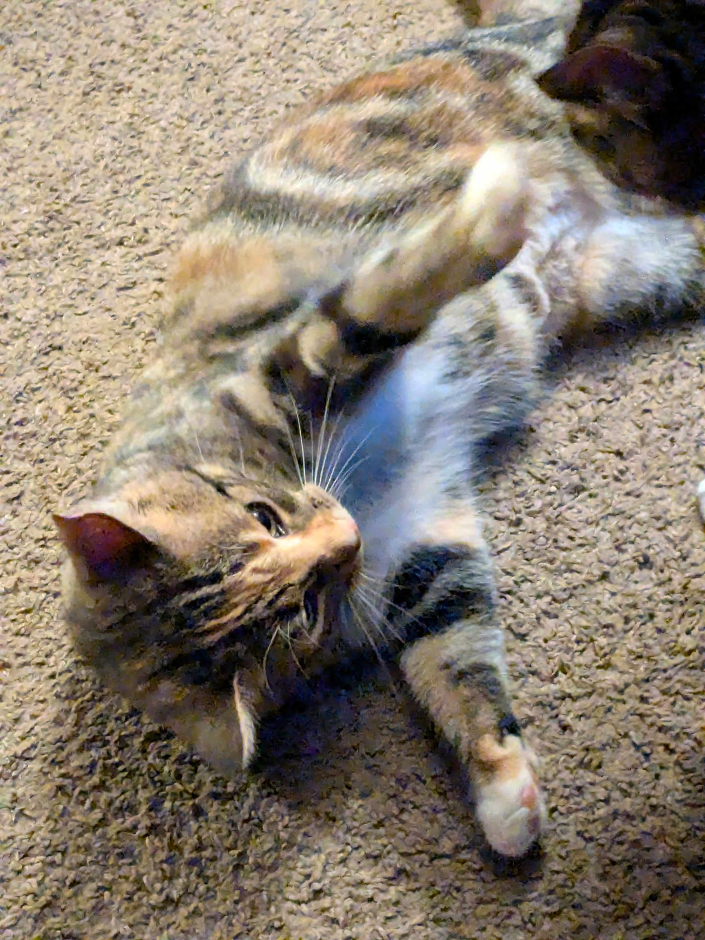 Tigerlily