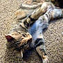 Tigerlily is registered to the contest to win money with this photo: animal, carpet, cat, closeup, companion, cute, domestic, feline, fur, indoor, lying_down, mammal, paw, pet, relaxed, resting, sleepy, striped, tabby, whiskers