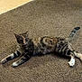 Tigerlily joined the competition — help win amazing prizes! animal, carpet, cat, curious, cute, domestic, feline, floor, home, indoor, laying, mammal, paws, pet, relaxed, resting, striped, tabby, tail, whiskers