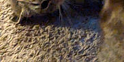 Tigerlily is registered to the contest to win money with this photo: animal, carpet, cat, closeup, cozy, curious, domestic, eye, face, feline, fur, indoor, nose, peek, pet, resting, shadow, soft_light, texture, whiskers