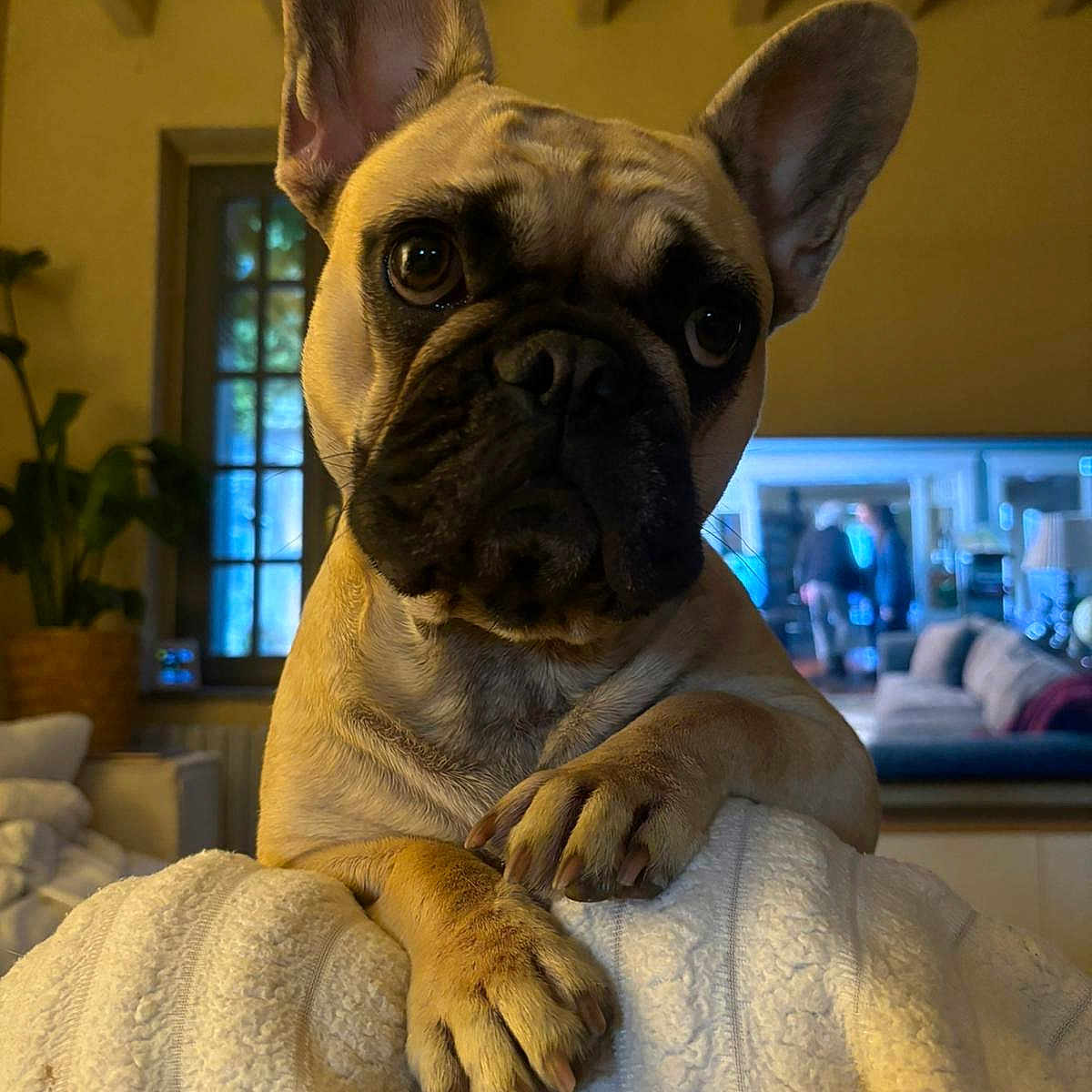 Nala participe au concours pour gagner de l'argent avec cette photo : animal, blanket, canine, close_up, couch, cozy, cute, dog, ears, expression, french_bulldog, furniture, home, indoors, living_room, mammal, paws, pet, portrait, window