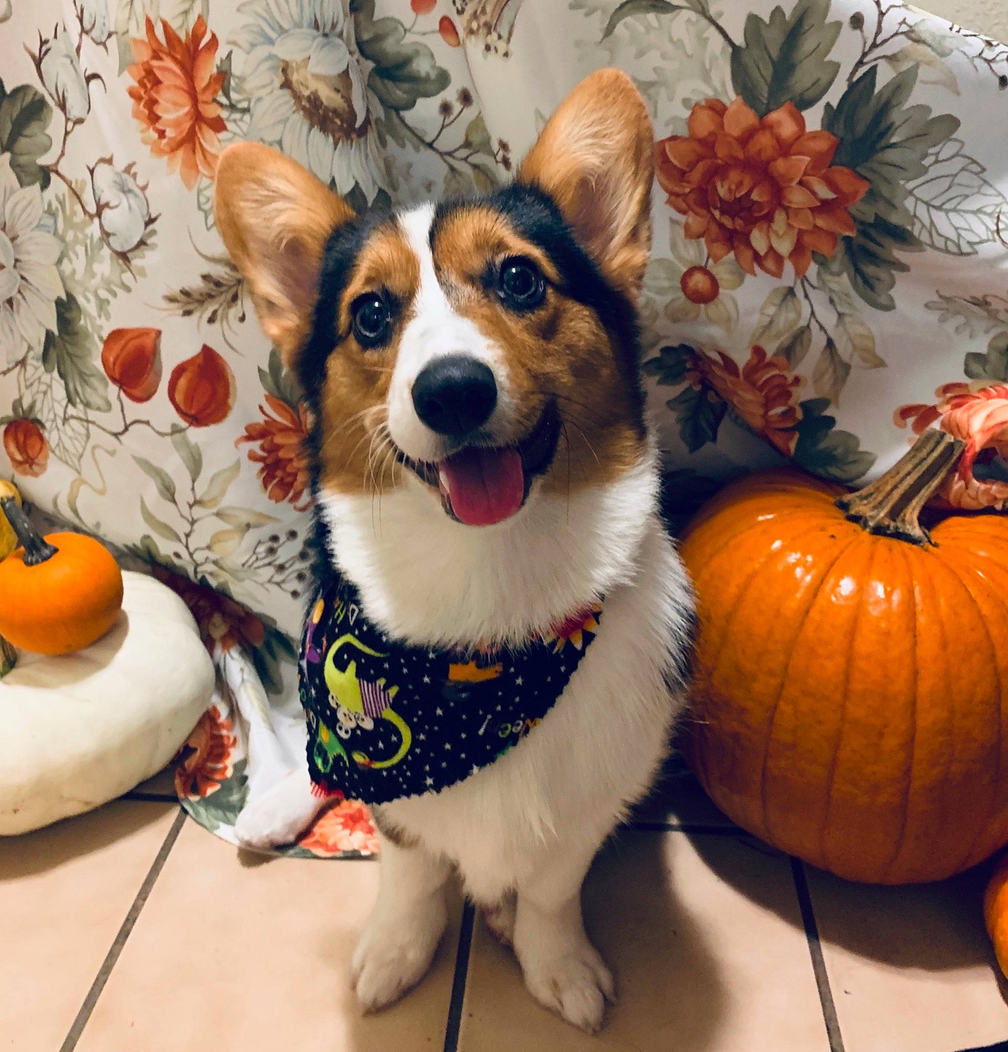 Novaly joined the competition — help win amazing prizes! calabaza, carnivore, dog, dog_breed, dog_clothes, dog_supply, fruit, gourd, natural_foods, orange, pembroke_welsh_corgi, produce, pumpkin, squash, tangelo, vegetable, vertebrate, welsh_corgi, winter_squash