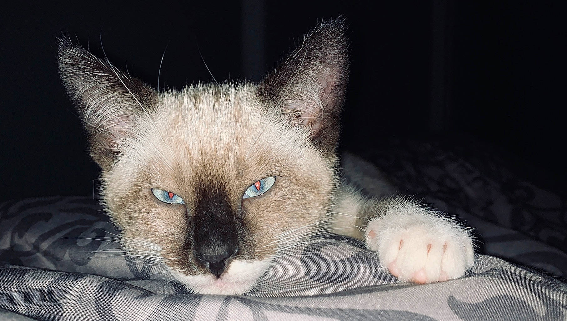 Dizzy joined the competition — help win amazing prizes! balinese, birman, carnivore, cat, ear, eye, felidae, kitten, mammal, nose, ojos_azules, ragdoll, siamese, small_to_medium_sized_cats, snout, snowshoe, thai, tonkinese, vertebrate, whiskers