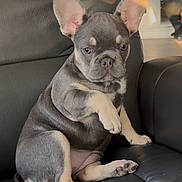 Baylee is registered to the contest to win money with this photo: puppy, french_bulldog, dog, pet, sitting, black_leather_chair, indoor, ears, paw, cute, animal, looking, young, small, fur, canine, portrait, adorable, companion, domestic