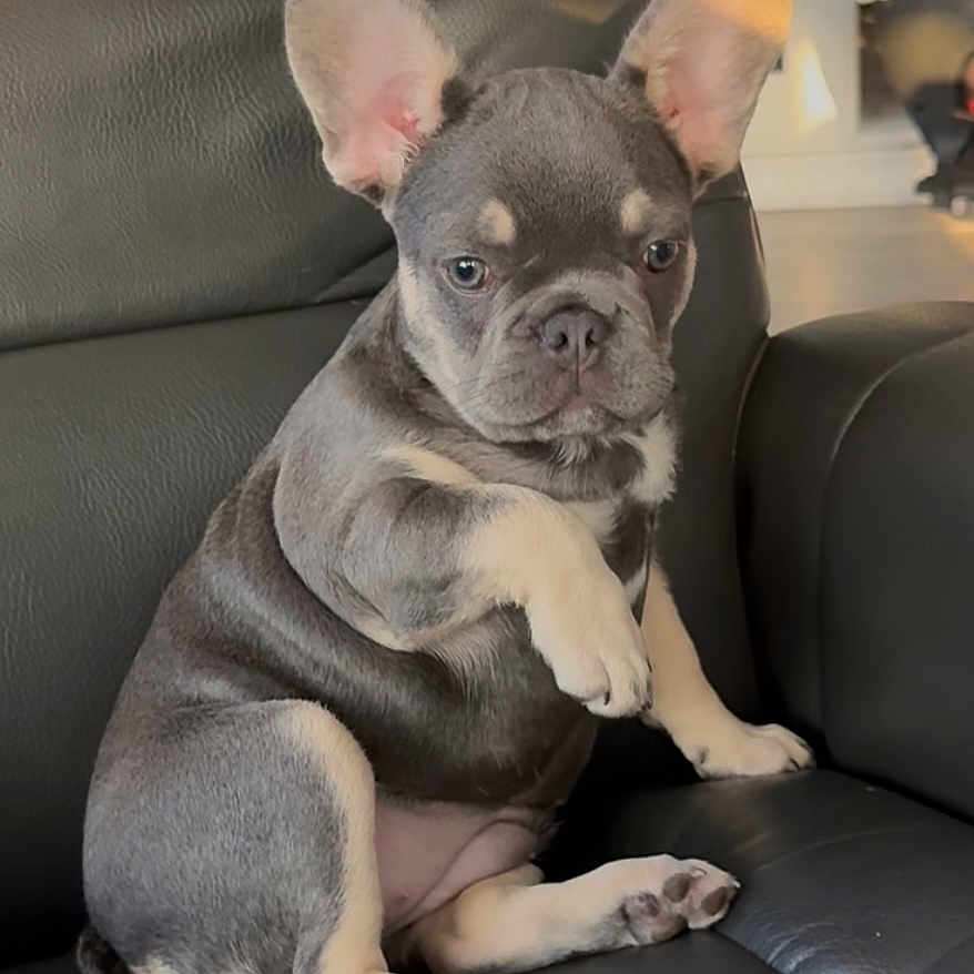 Baylee is registered to the contest to win money with this photo: puppy, french_bulldog, dog, pet, sitting, black_leather_chair, indoor, ears, paw, cute, animal, looking, young, small, fur, canine, portrait, adorable, companion, domestic